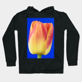 Tulipa  &#39;Candy Corner&#39;   Triumph Tulip Hoodie